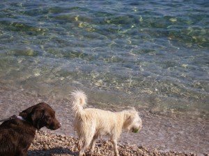 Plaža za pse